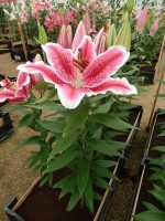 [4308 Dark Sensation GA No101.JPG]